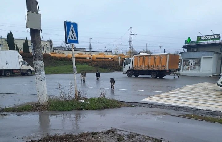 Ясногорцы снова пожаловались на бродячих собак, которые охотятся за домашней птицей