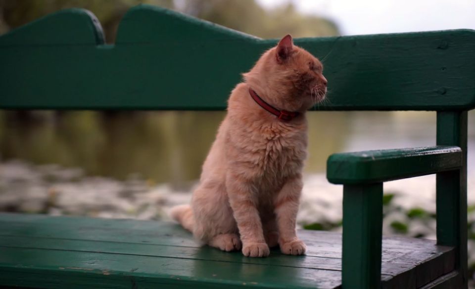 Тульские волонтеры спасли запертую в квартире кошку