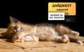 Рассказываем о главных новостях, произошедших в выходные