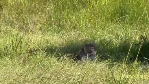 Заражённые гепатитом С, герпесом и COVID макаки сбежали из разбившегося грузовика в США