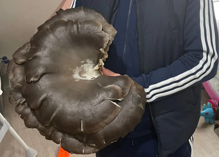 Вешенку весом три килограмма нашли в лесу под Алексином