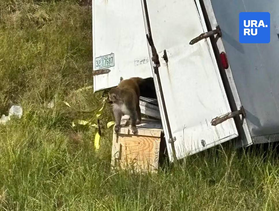 Зараженные гепатитом С и COVID обезьяны разбежались по американскому штату Зараженные гепатитом С и COVID обезьяны разбежались по американскому штату