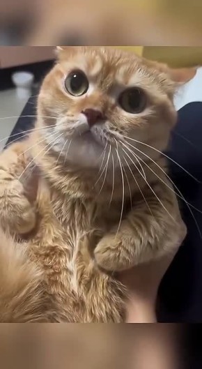 Начинаем день с подборки мяукающих котиков