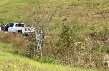 В США из грузовика сбежали обезьяны, зараженные гепатитом С и коронавирусом: