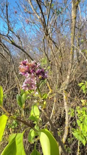 На календаре - конец октября, а на Куликовом поле зацвела сирень