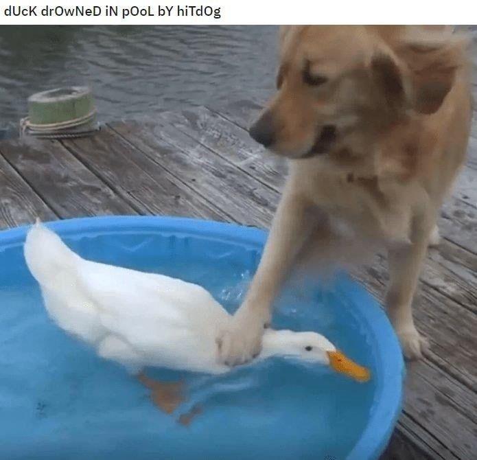 Гуси, куры и миллионный счёт: собаки устроили птичий апокалипсис в Тульской области