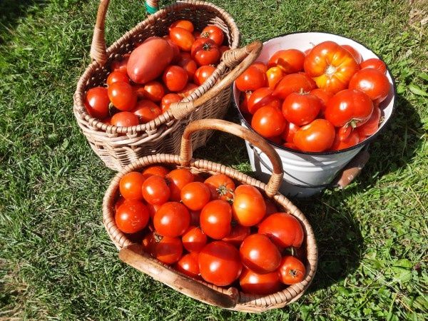 Томаты: секреты успешного полива для рекордного урожая