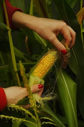 Как эффективно справиться с полевыми хомяками и защитить свой урожай