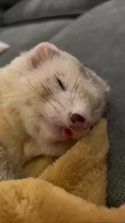 Начинаем утро с подборки спящих хорьков