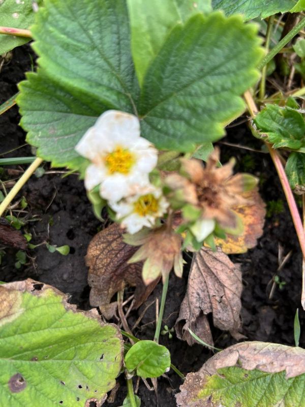 Ноябрь, но клубника на грядках туляков не сдается