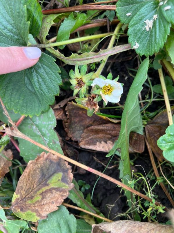Ноябрь, но клубника на грядках туляков не сдается Ноябрь, но клубника на грядках туляков не сдается
