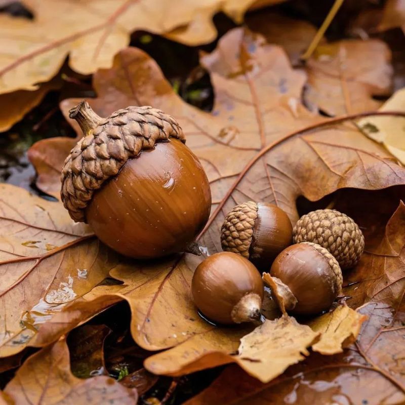 Собрать жёлуди - значит посадить новый лес!