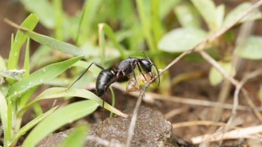 Муравьи погибнут от этой съедобной смеси: рассыпьте по участку 2 компонента с кухни