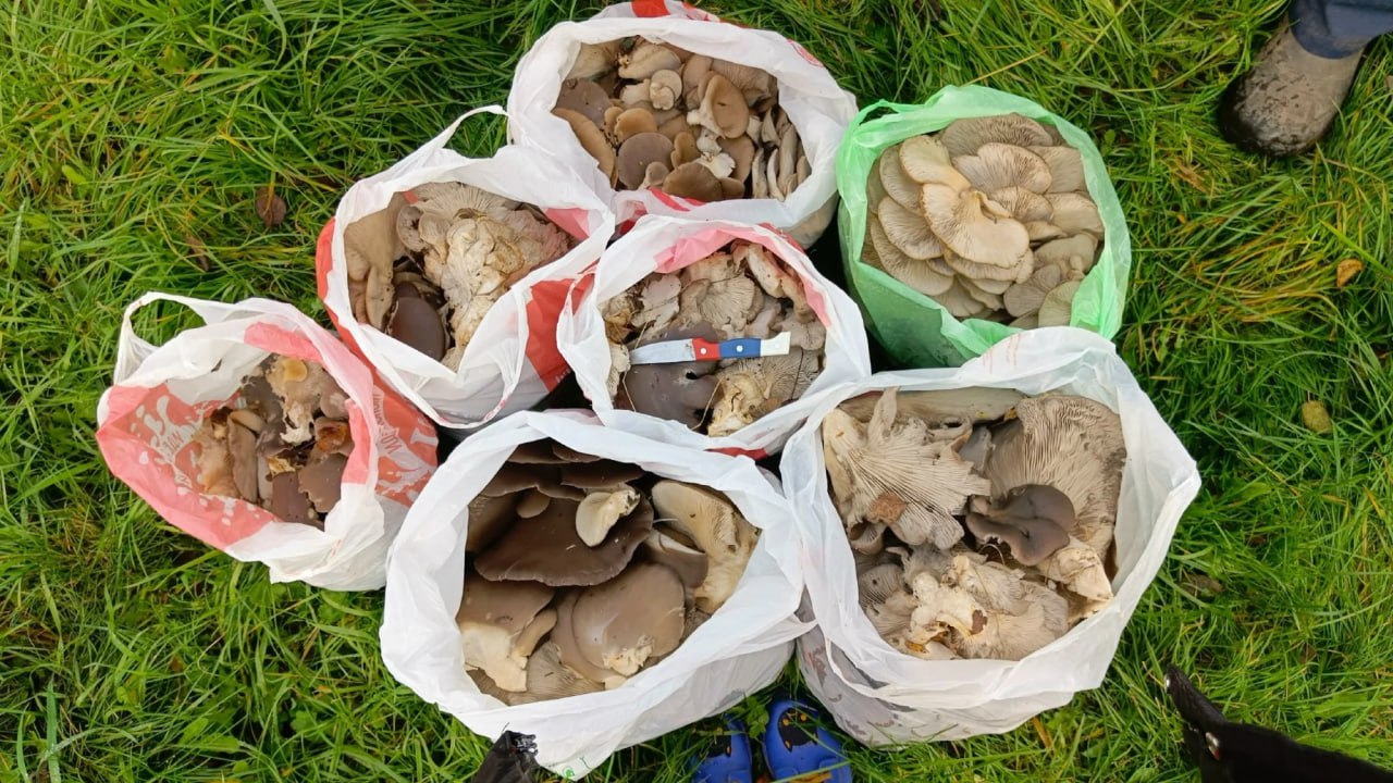 Азарт, восторг, отчаяние: тулячка за полтора часа собрала 47 кг вешенок