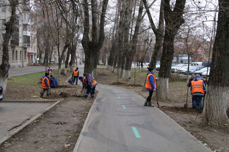 В Туле на проспекте Ленина приступили к посадке лип