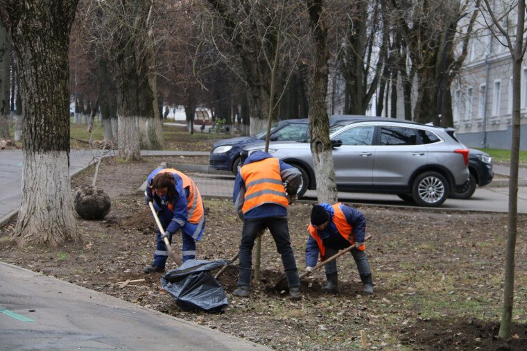 В Туле на проспекте Ленина приступили к посадке лип В Туле на проспекте Ленина приступили к посадке лип