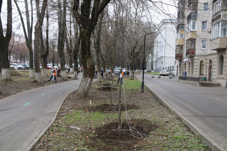 В Туле на проспекте Ленина приступили к посадке лип В Туле на проспекте Ленина приступили к посадке лип