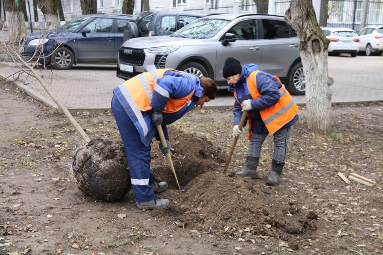 В Туле на проспекте Ленина приступили к посадке лип В Туле на проспекте Ленина приступили к посадке лип