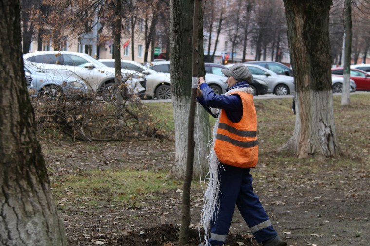 В Туле на проспекте Ленина приступили к посадке лип В Туле на проспекте Ленина приступили к посадке лип