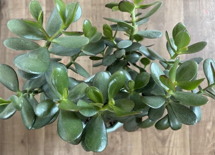 Как ухаживать за денежным деревом: секреты успешного роста