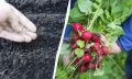 Как добиться богатого урожая редиса: советы по посадке и уходу