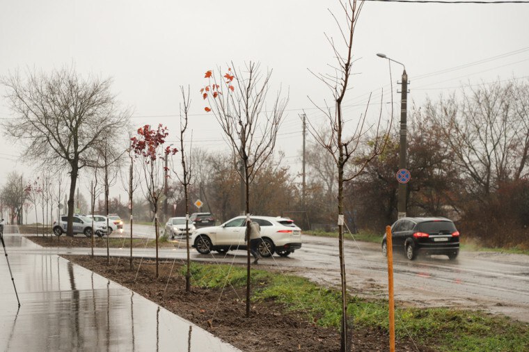 В Туле завершается осеннее озеленение В Туле завершается осеннее озеленение