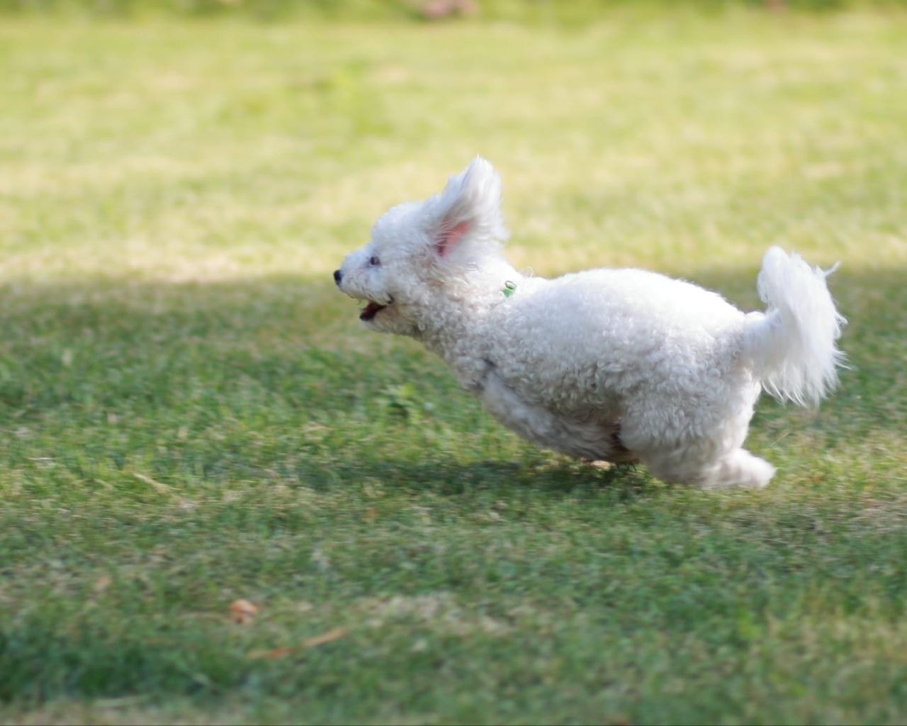 С 2026 года собачьи площадки в России будут строить по новому ГОСТу