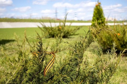 В Туле в этом году высадят почти 500 деревьев