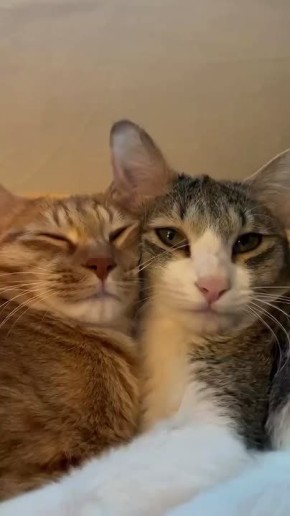 Просыпаемся вместе с парочкой пушистых котиков