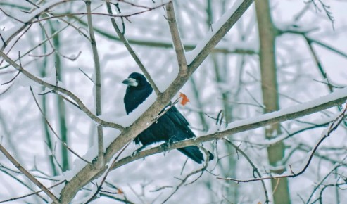 Синоптик рассказал, доберется ли снег до Тулы на выходных