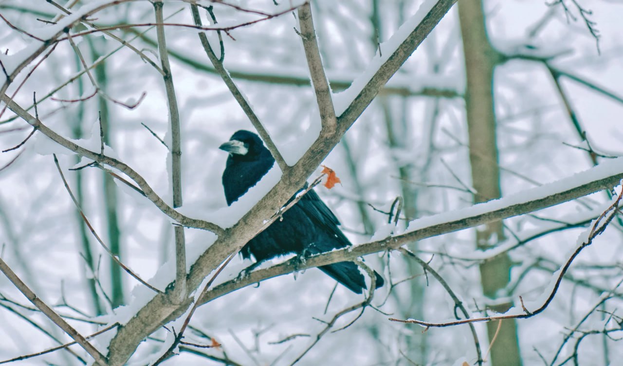 Синоптик рассказал, доберется ли снег до Тулы на выходных