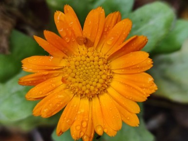 Пока на улице цветы