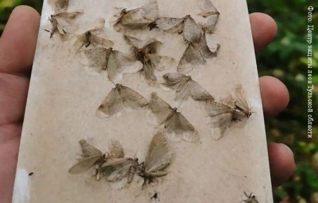 В Тульской области в лесах увеличилась популяция опасных мотыльков