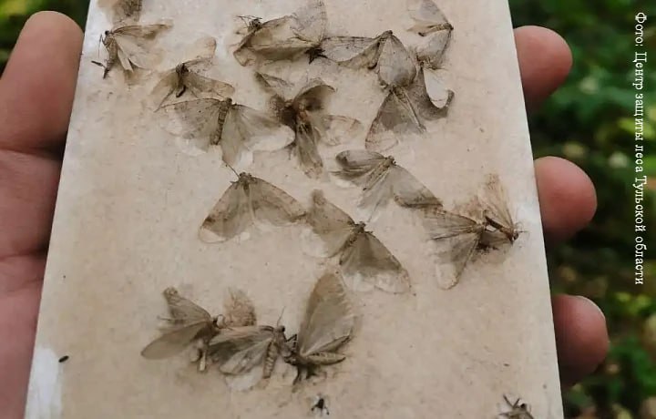 В Тульской области в лесах увеличилась популяция опасных мотыльков