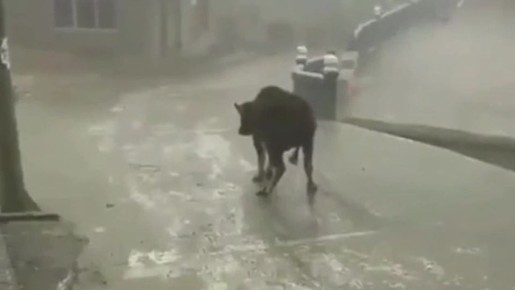 #Без_ума_от_МЧС. Не будь как корова в опасности на льду Безопасность на дороге в первую очередь зависит от тебя