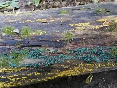 В Тульской области нашли необычные синие грибы