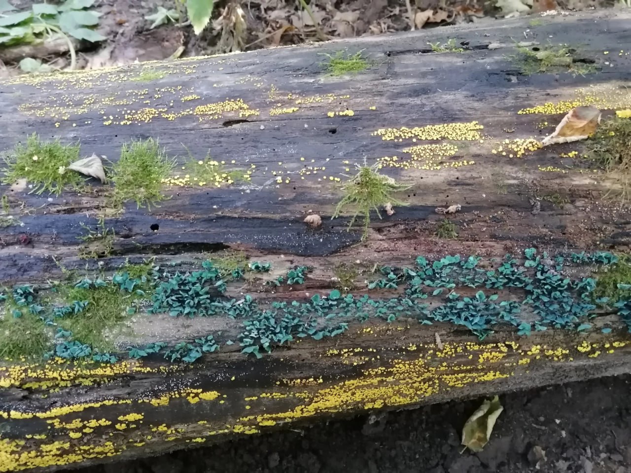 В Тульской области нашли необычные синие грибы