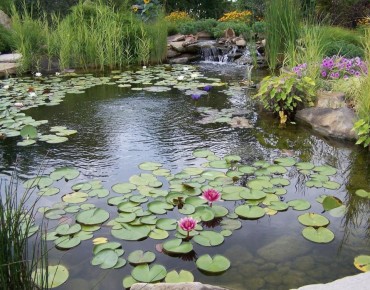 Как зеленые фильтры помогут очистить ваш пруд: 10 лучших растений для кристально чистой воды