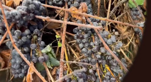 К Новому году - Ледяное вино!