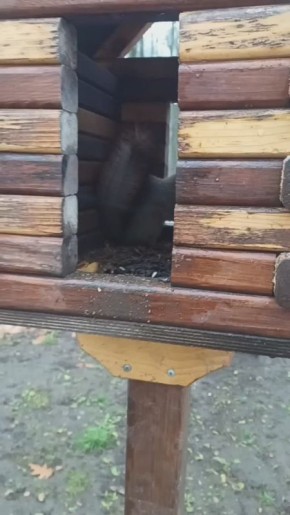 В одном из тульских парков была замечена стеснительная белочка