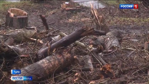 Сейчас небольшой сквер на улице Приупской больше напоминает лесоповал, но ещё недавно на этом месте всё было усажено тополями