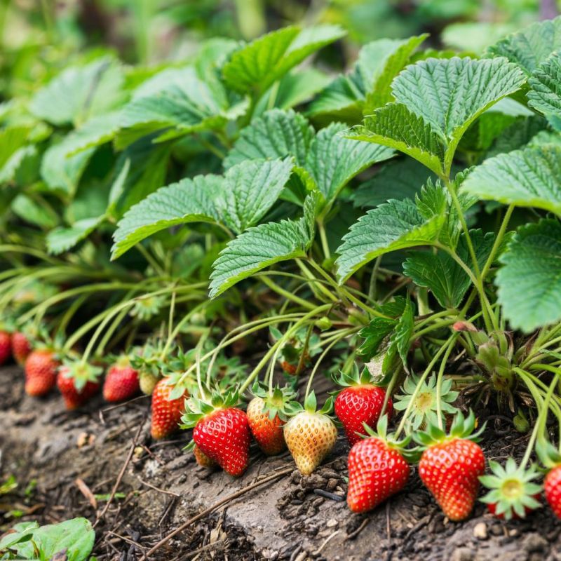 Клубника: загадка ложного плода и ее биологические секреты