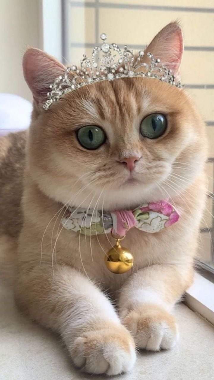 Сегодня отмечается День принцесс Сегодня отмечается День принцесс