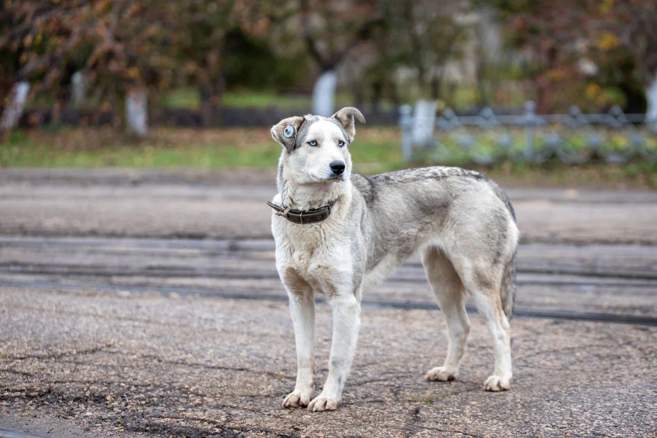 В Ефремове администрация заплатит компенсацию за нападение собаки на ребенка