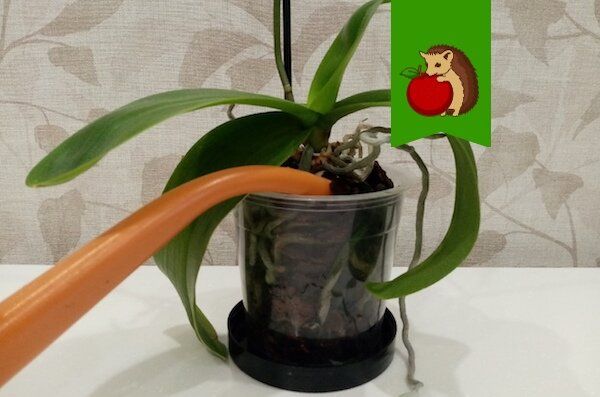 Как не навредить орхидеям: секреты правильной подкормки