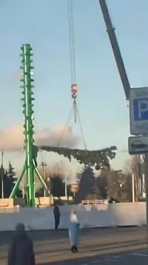 Первая ветка новой пушистой лочки