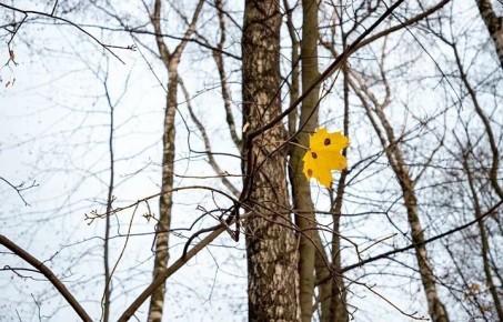 Погода на 19 ноября. Время рассвета: 08:05