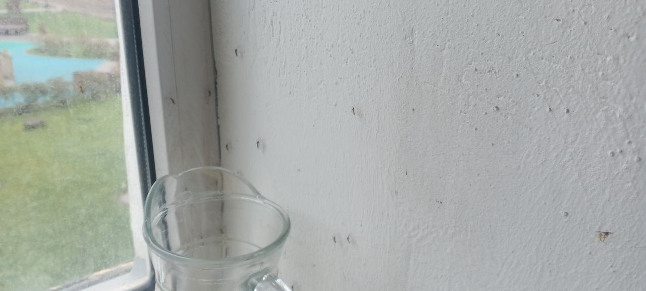 В центре Тулы в подвале пятиэтажки стали расти грибы, а людей в ноябре жрут комары: и все это в 200 метрах от «белого дома» В центре Тулы в подвале пятиэтажки стали расти грибы, а людей в ноябре жрут комары: и все это в 200 метрах от «белого дома»