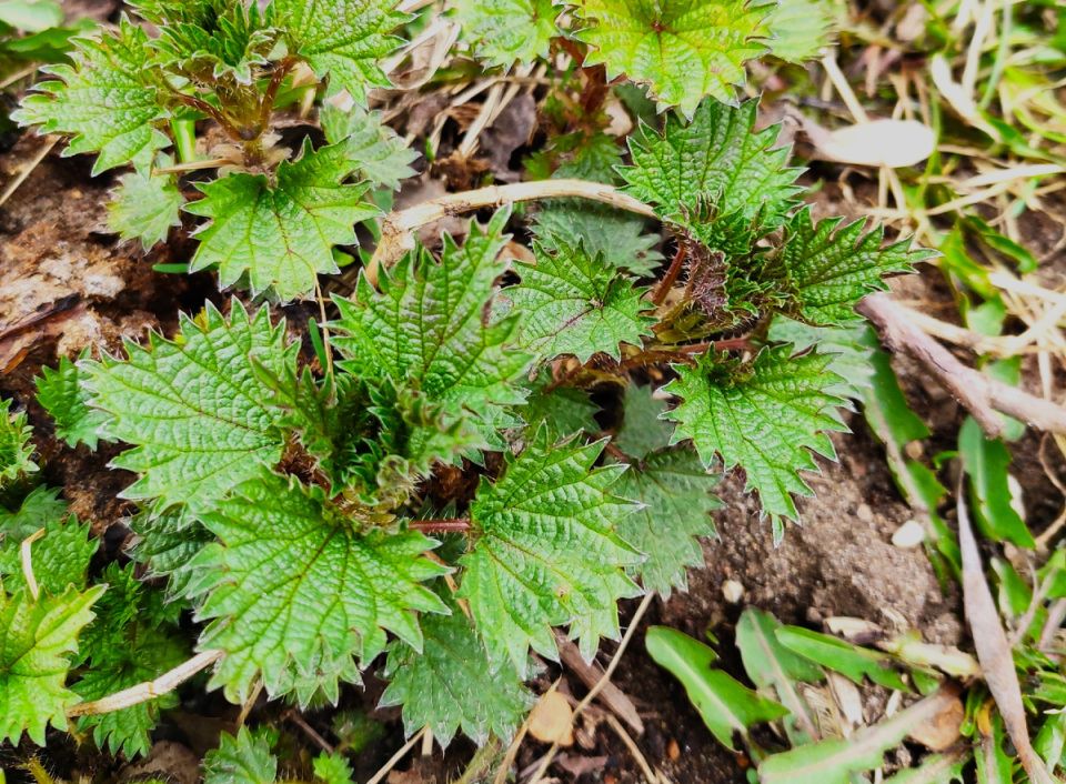 Лучшие дикорастущие травы: как обогатить свой рацион весной