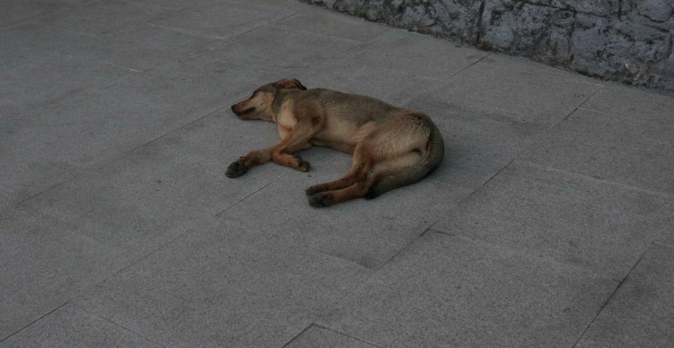 Тулячку оштрафовали за то, что ее собака покусала мальчика